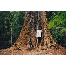 Mount Ash Eucalyptus regnans 1 Plants Giant Gum Trees Tasmanian Oak